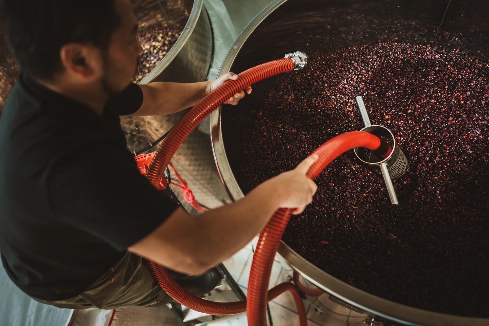 Seen from above, the hose is guided over a small tank of dark clusters during an early pumping-over at Domaine Kuheiji.