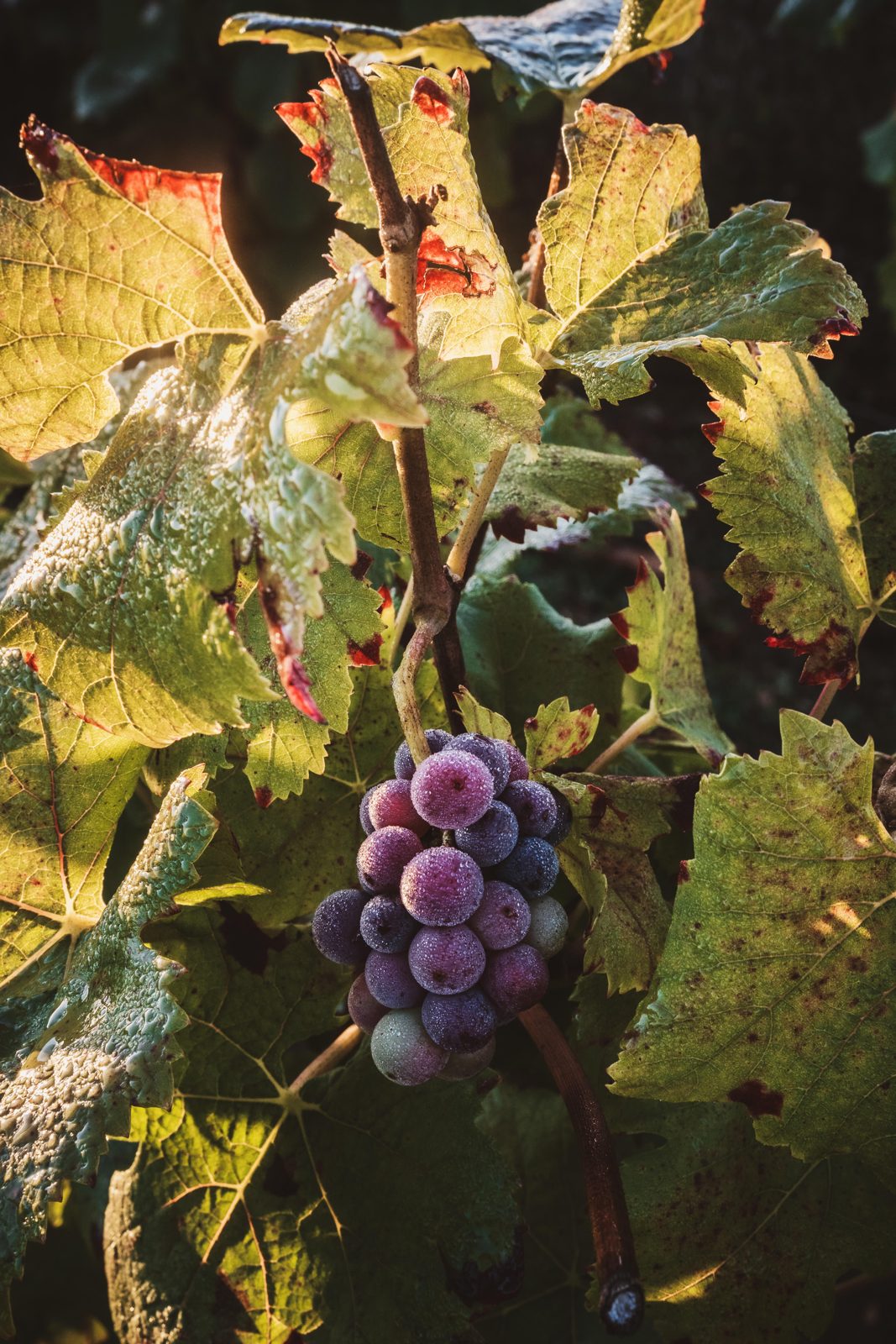 A ripe dark cluster backlit among autumn leaves on the vine, harvest 2021, Domaine Kuheiji.