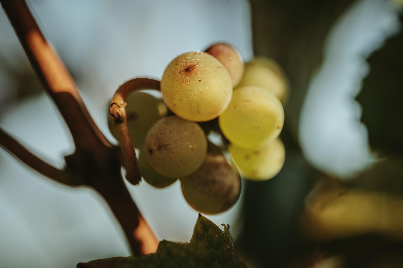 Golden bunches in soft light during the 2021 harvest at Domaine Kuheiji.