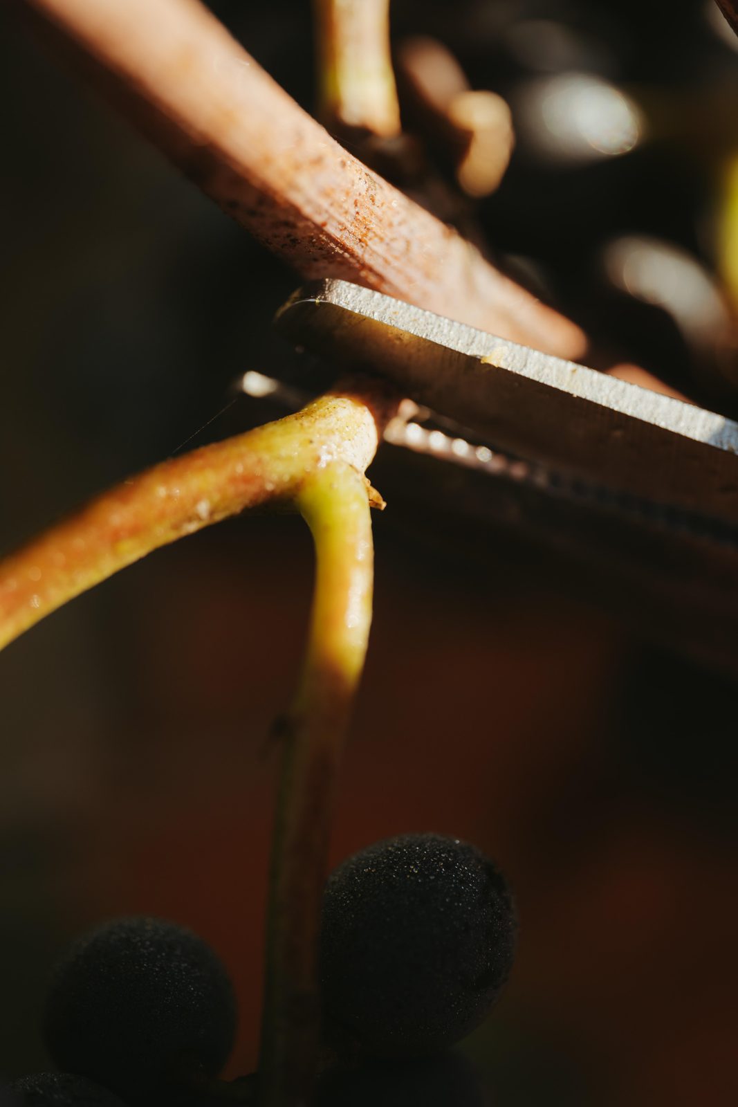 Secateurs closing on the stem of a dark cluster during the 2021 harvest at Domaine Kuheiji.